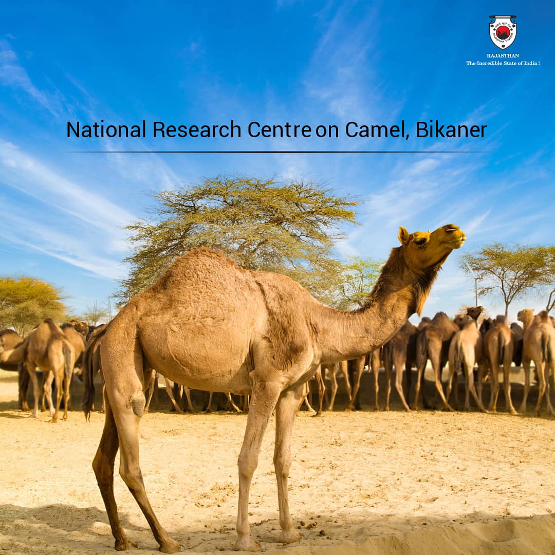 National Research Centre on Camel