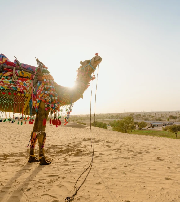 Thrilling Desert Safari banner