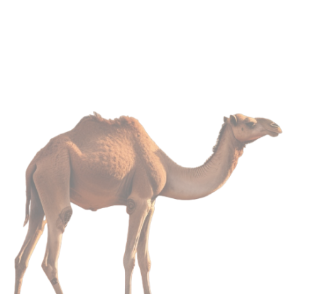 camel